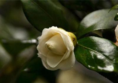 怎样养好栀子花