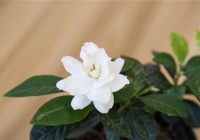 如何养栀子花盆栽