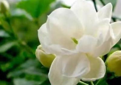 茉莉夏季怎么养