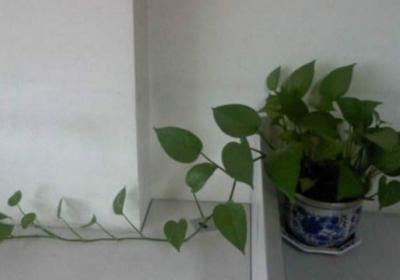 夏天绿萝怎么分盆种