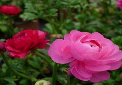 花毛茛怎么浇水
