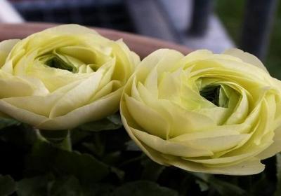 花毛茛种子怎么种植