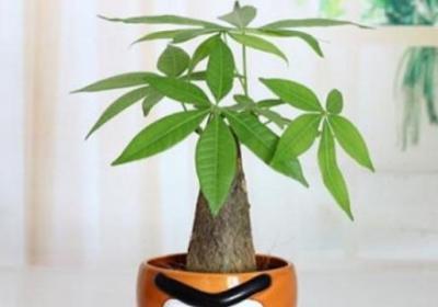 小发财树的修剪方法