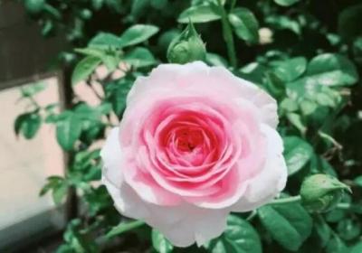40℃高温的夏天,这4点没注意,花死的只剩盆！
