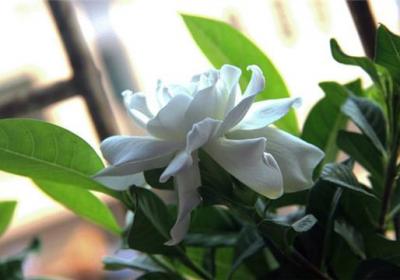 栀子花花谢后怎么修剪