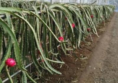 火龙果种植技术