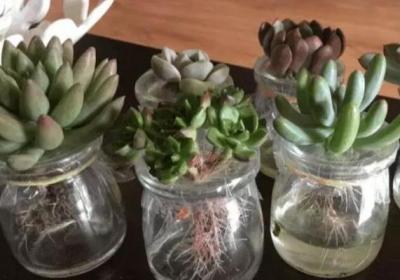 多肉扔水里,不黑腐不烂根,夏天蹭蹭猛长膘！
