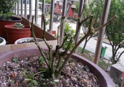 茉莉什么时候剪枝最好