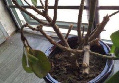 盆栽茉莉在几月份修剪