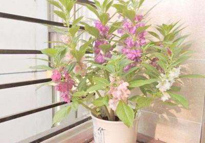 盆栽凤仙花怎么养