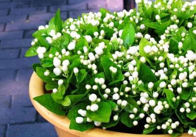 茉莉开花后如何剪枝