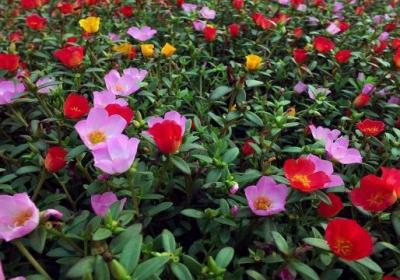 太阳花种植方法和时间