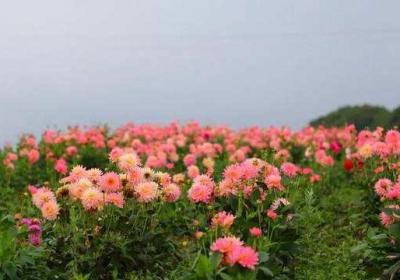 大丽花的种植方法