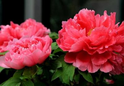 牡丹花夏天怎么养