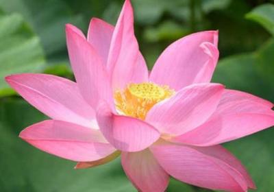 荷花夏天怎么养