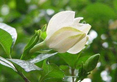 栀子花什么时候扦插