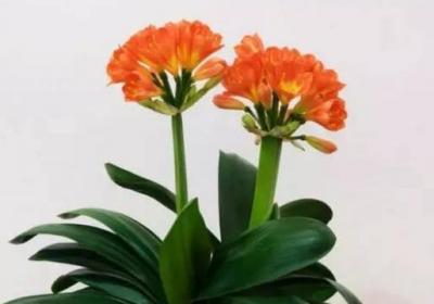君子兰怎么养才能开花