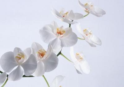 蝴蝶兰花谢后怎么处理