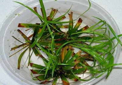 水培水竹怎样养