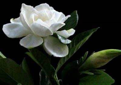 栀子花怎么开花多
