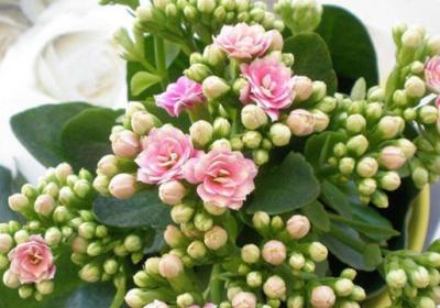 长寿花只长叶子不开花