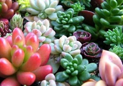 多肉植物怎么繁殖