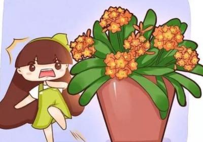 他家的君子兰,大热天竟然开成了花球,1个花苞长40朵！
