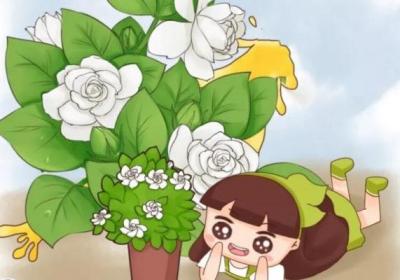 米兰茉莉···加点料,开花200朵,香气满天飞！