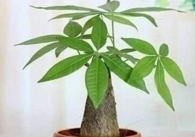 发财树夏天怎么浇水