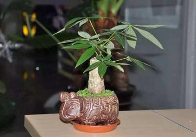 发财树用深盆还是浅盆