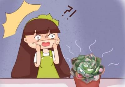夏天的多肉不省心,穿裙子摊大饼···全是求救信号！