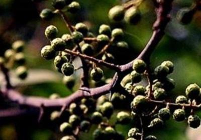 胡椒树的种植方法