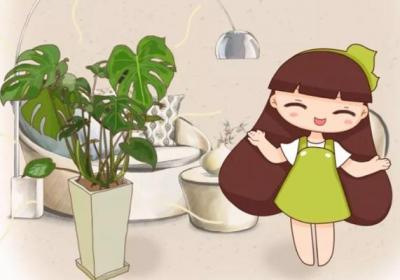 这花放家里,气温立马降10℃,夏天都不想出门了！