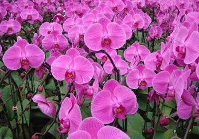 蝴蝶兰开花后怎么处理