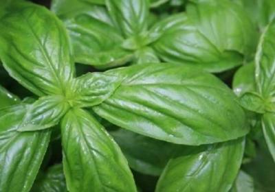 甜罗勒的种植方法