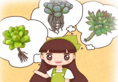 半死的多肉插瓶里,立马冒出大白根,夏天就靠这招了！
