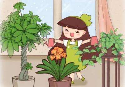 夏天施肥不能停,浇水加点料,根肥叶绿花呼呼开！