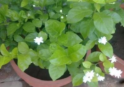茉莉茶花…拉根枝压土里,1盆秒变10盆,开花量惊人！