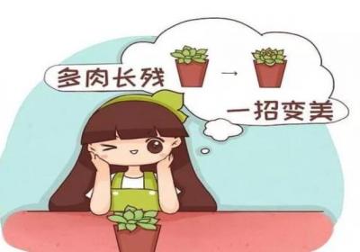 多肉长残别急着扔,吹个风扇剪几刀,呼呼就长胖！