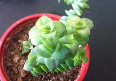 多肉植物星王子怎么养殖