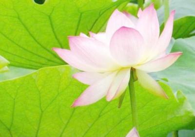 荷花能在鱼缸里养吗