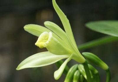 如何种植香草兰