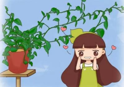 夏天绿萝这么养,叶子绿的冒油,立马窜上墙！