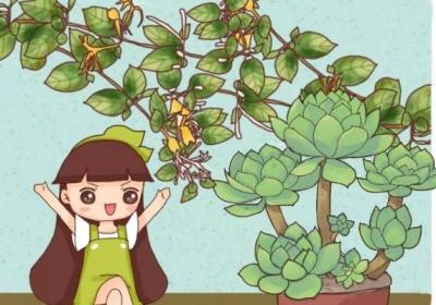 栀子月季…喝口酸甜水,砰砰冒花苞,比打鸡血还管用！