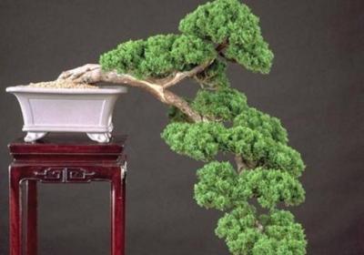 落叶松盆景怎么养殖