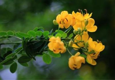 黄花槐家里怎么养