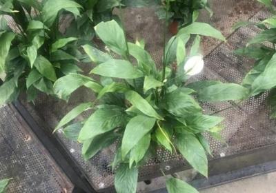 鸡心藤怎么养殖