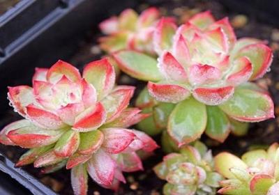 夏天多肉植物怎么浇水