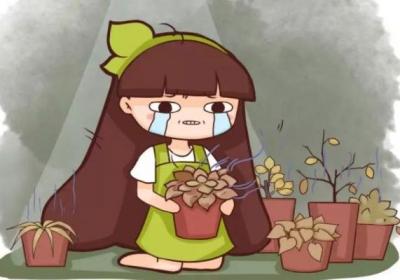 快住手！叶子一旦变这样,再浇水立马死翘翘！