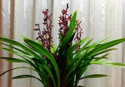 墨兰花怎么养才能开花